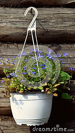 Blue flowers in a flower pot Stock Photo